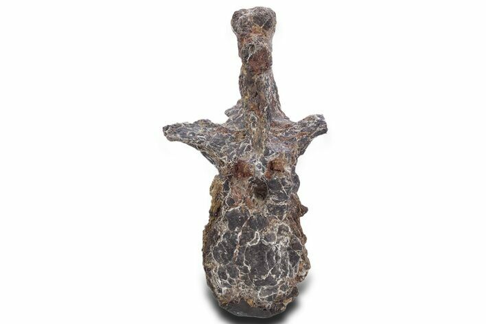 Fossil Theropod Dinosaur (Allosaurus) Dorsal Vertebra - Wyoming #360956